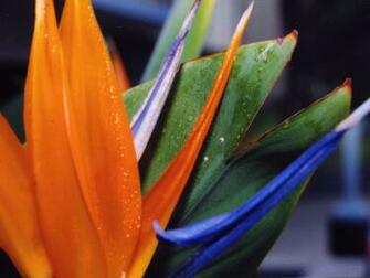 HD Bird Of Paradise Flowers Wallpaper HDwallsource
