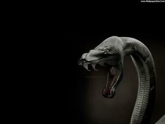 King Cobra Wallpaper Image Group