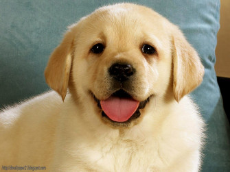 Cute Dogs Background