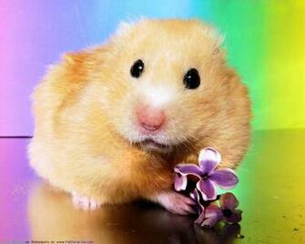 The Hamster Computer Wallpaper Pictures For Pc