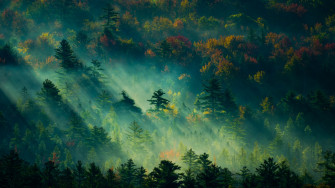 Wallpaper Trees Light Green 4k Nature