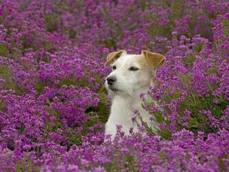 Spring Animals Desktop Wallpaper