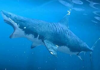 Megalodon Carcharodon Computer Wallpaper