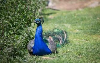 Peafowl Computer Wallpaper Desktop Background