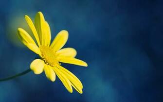 Yellow Flower On Blue Background Wallpaper