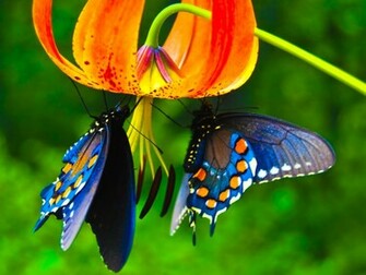 Butterfly Photos HD Animal Wallpaper