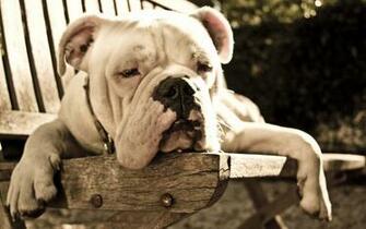Bulldog Computer Wallpaper Desktop Background Id