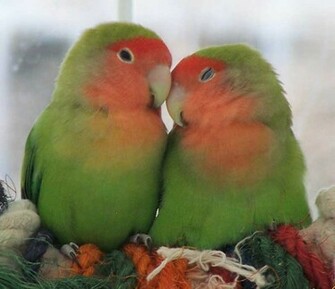 Photo And Wallpaper Love Birds Photos