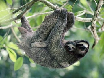 Sloth Wallpaper For Your Desktop