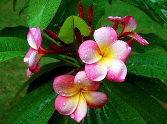Wallpaper S Xp Frangipani