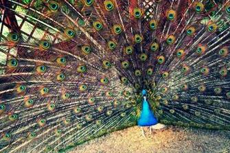 Peafowl Computer Wallpaper Desktop Background