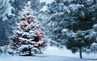 Beautiful Outdoor Christmas Tree 4k HD Desktop Wallpaper For