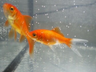 Peces De Oro Gold Fish Wallpaper