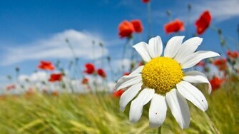 Spring Flower Exclusive HD Wallpaper