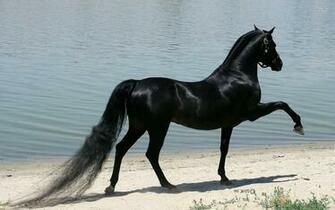 HD Black Horse Picture Desktop Wallpaper Background Photos