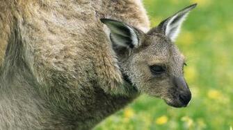 Animals Baby Kangaroos Wallpaper