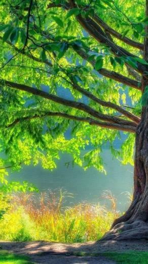 Summer Tree iPhone 5s Wallpaper iPad