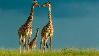 Giraffe Wallpaper HD Pictures Live Hq
