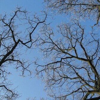 Winter Trees Desktop Wallpaper Iskin Co Uk
