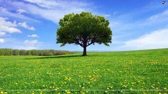 Lone Tree In The Green Field Wallpaper