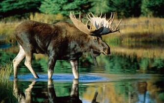 Animal Moose Wallpaper
