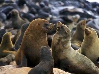 Sea Lion Koloni Wallpaper