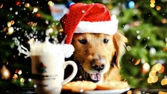 Christmas Animal Wallpaper Top