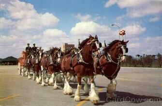 Budweiser Clydesdale Horse Team Horses Breweriana