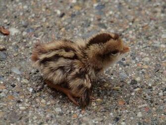 Quail Wallpaper