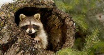 Pics Photos Raccoon HD Desktop Wallpaper