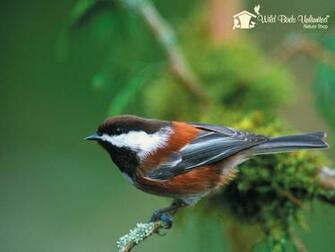 Wild Bird Wallpaper Amazing