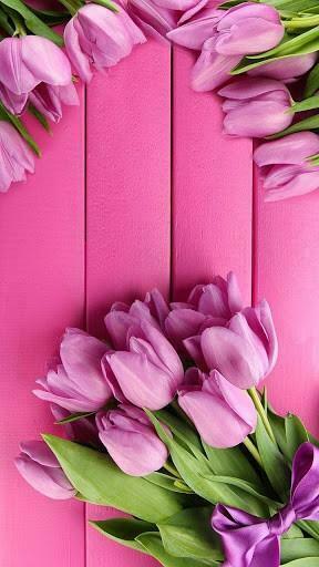 Pink Tulips Wallpaper iPhone Live App