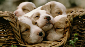 Cute Baby Animal Wallpaper