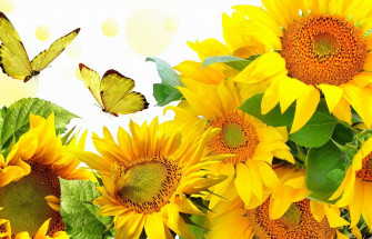 Sunflowers And Butterflies Wallpaper On