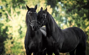 Beautiful Horse Desktop Wallpaper On