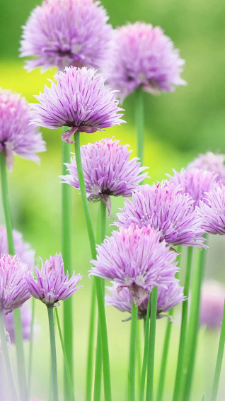 Nature Flowers iPhone Wallpaper