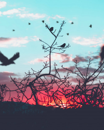 Birds Nature Wallpaper