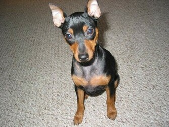 Miniature Pinscher Dogs Widescreen Wallpaper Dogbreedswallpaper