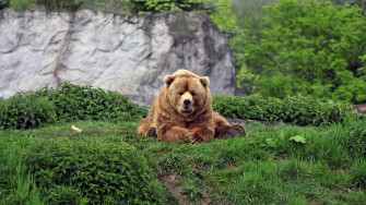 Desktop Bear Wallpaper