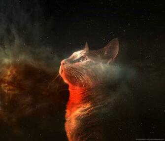 Displaying Image For Galaxy Cat Wallpaper