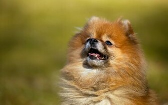 Animal Pomeranian Wallpaper