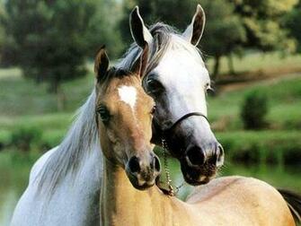 Horse Racing Screensaver Wallpaper Themes