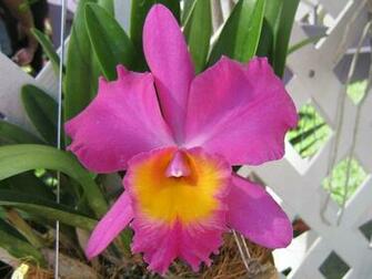 Beautiful Orchids Wallpaper