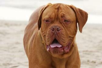 Dogue De Bordeaux Wallpaper Background Image