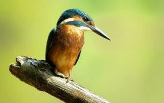 Kingfisher Wallpaper