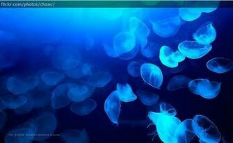 Moon Jellyfish Wallpaper HD Osaka