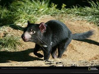 Tasmanian Devil Wallpaper Animal Literature