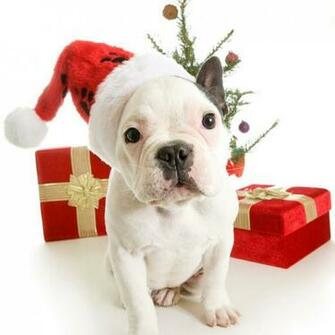 Wallpaper Christmas Pets iPad