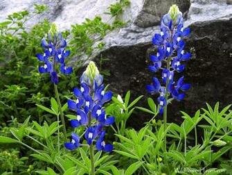 Bluebonnets Wp1024x768 Photo Richo Photos At Pbase