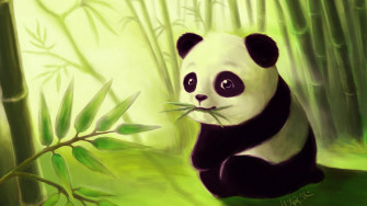 Cute Panda Wallpaper